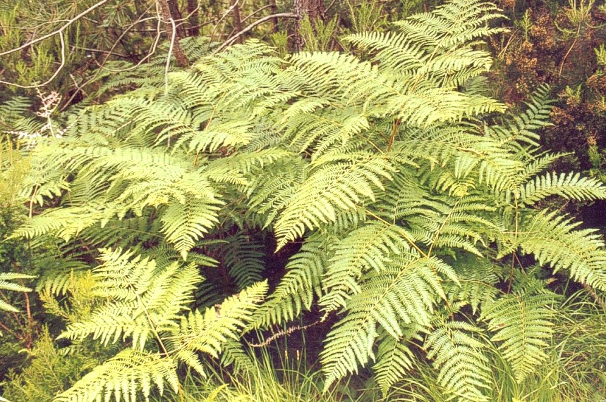  Image name: felce aquilina3.jpg 
 width: 859 pixel 
 height: 571 pixel 
 Size: 254248 bytes 
 Click to enlarge 